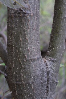 Quercus hypoleucoides, bark - of a medium tree or large branch