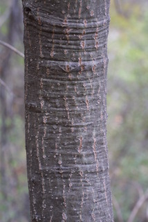 Quercus hypoleucoides, bark - of a small tree or small branch