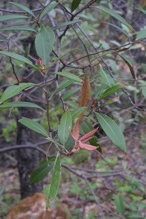 Quercus hypoleucoides, leaf - showing orientation on twig