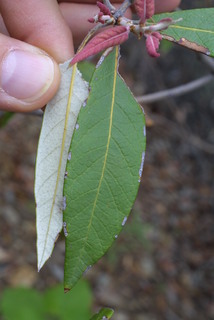Quercus hypoleucoides, leaf - whole upper surface