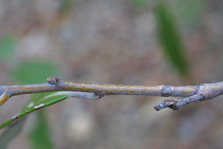 Quercus hypoleucoides, twig - orientation of petioles