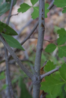 Rhus trilobata, bark - of a small tree or small branch