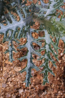 Argemone pleiacantha, leaf - basal or on lower stem