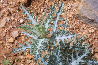 Argemone pleiacantha, leaf - on upper stem