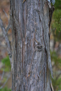 Juniperus monosperma, bark - of a large tree