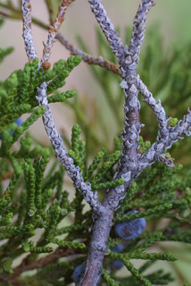 Juniperus monosperma, twig - after fallen needles