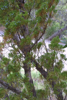 Juniperus monosperma, whole tree - general