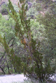 Juniperus monosperma, whole tree - general