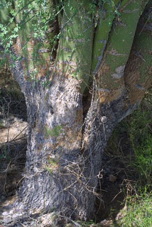 Parkinsonia florida, bark - of a large tree