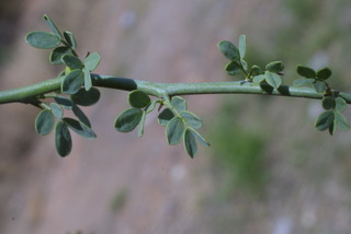 Parkinsonia florida, leaf - whole upper surface