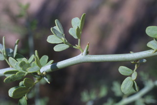 Parkinsonia florida, twig - orientation of petioles