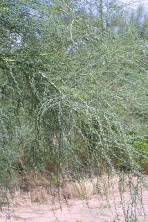 Parkinsonia florida, whole tree or vine - general