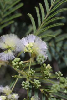 Acacia angustissima, inflorescence - lateral view of flower