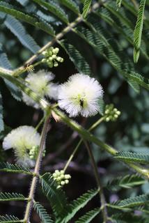 Acacia angustissima, inflorescence - whole - unspecified