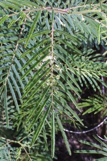 Acacia angustissima, leaf - whole upper surface