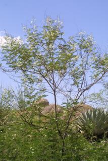Acacia angustissima, whole tree or vine - general