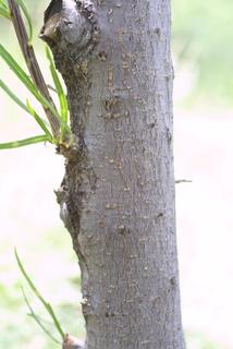 Chilopsis linearis, bark - of a small tree or small branch