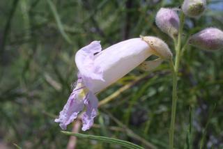 Chilopsis linearis, inflorescence - lateral view of flower