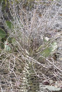 Fouquieria columnaris, whole tree or vine - general