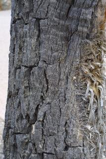 Yucca brevifolia, bark - of a large tree
