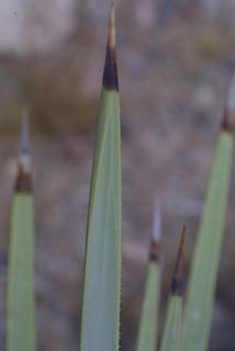 Yucca brevifolia, leaf - unspecified