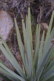 Yucca brevifolia, leaf - whole upper surface