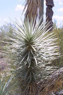 Yucca brevifolia, twig - orientation of petioles