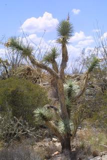 Yucca brevifolia, whole tree or vine - general
