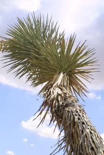 Yucca brevifolia, whole tree or vine - view up trunk