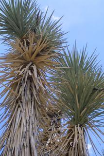 Yucca brevifolia, whole tree or vine - view up trunk