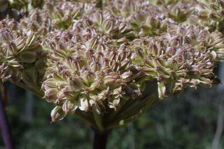 Angelica triquinata, inflorescence - frontal view of flower