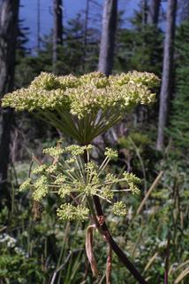 Angelica triquinata, inflorescence - whole - unspecified