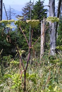 Angelica triquinata, whole plant - in flower - general view