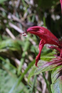 Monarda didyma, inflorescence - lateral view of flower