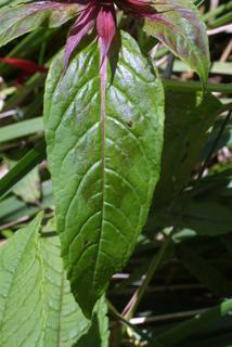 Monarda didyma, leaf - basal or on lower stem