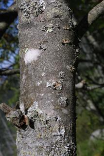 Sorbus americana, bark - of a medium tree or large branch
