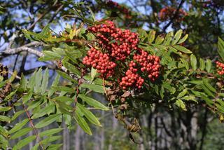 Sorbus americana, fruit - as borne on the plant