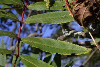 Sorbus americana, leaf - unspecified