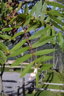 Sorbus americana, leaf - whole upper surface