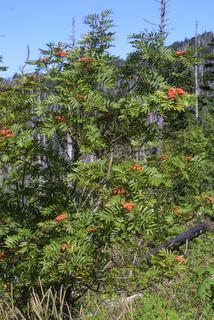 Sorbus americana, whole tree or vine - general