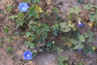 Ipomoea hederacea, whole plant - in flower - general view