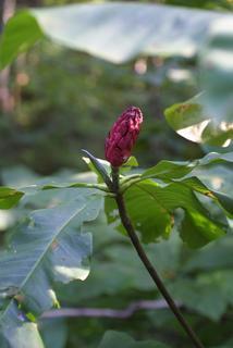Magnolia tripetala, fruit - as borne on the plant