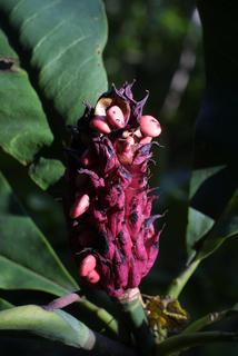 Magnolia tripetala, fruit - lateral or general close-up