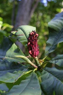 Magnolia tripetala, fruit - section or open