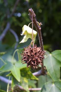 Liquidambar styraciflua, fruit - as borne on the plant