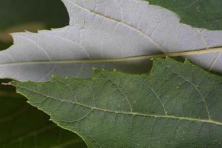 Acer saccharinum, leaf - margin of upper + lower surface