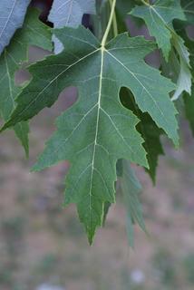 Acer saccharinum, leaf - whole upper surface