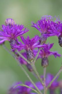 Vernonia gigantea, inflorescence - ventral view of flower + perianth