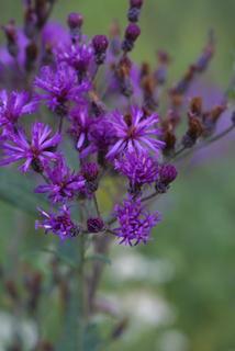 Vernonia gigantea, inflorescence - whole - unspecified