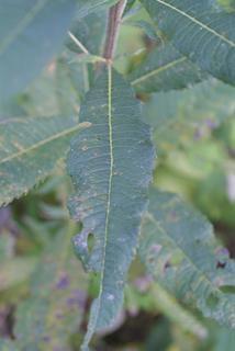 Vernonia gigantea, leaf - on upper stem